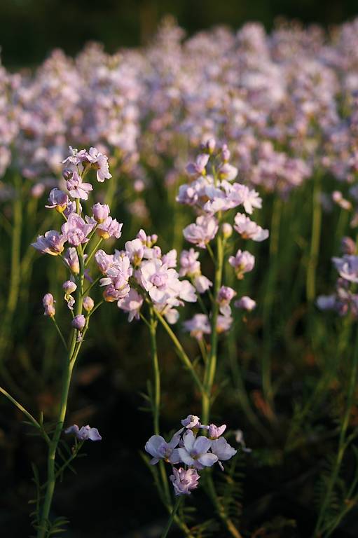Teichpflanzen: Cardamine pratensis "Plena"