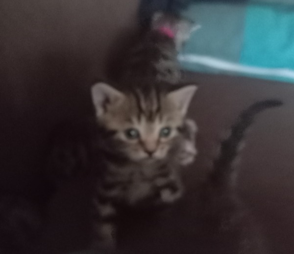 Bengal Fold Mix Kitten suchen ein neues Zuhause