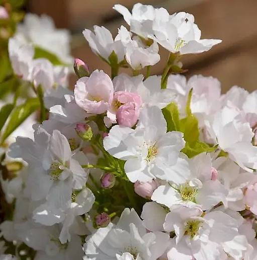 Japanische Säulenkirsche