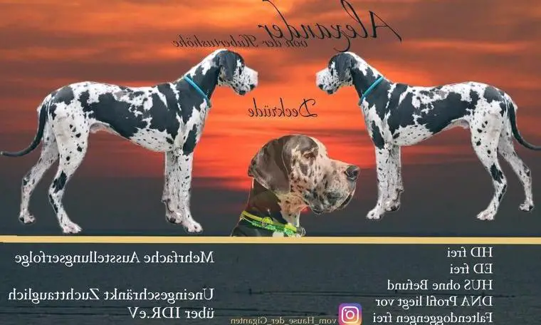 4 Jahre alte kastrierte bernhardiner Hündin