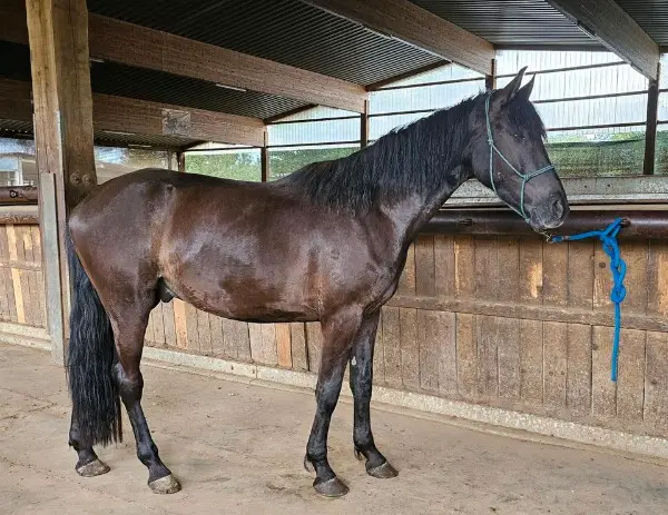 Warmblut Wallach Rappe 155cm Freizeitpferd