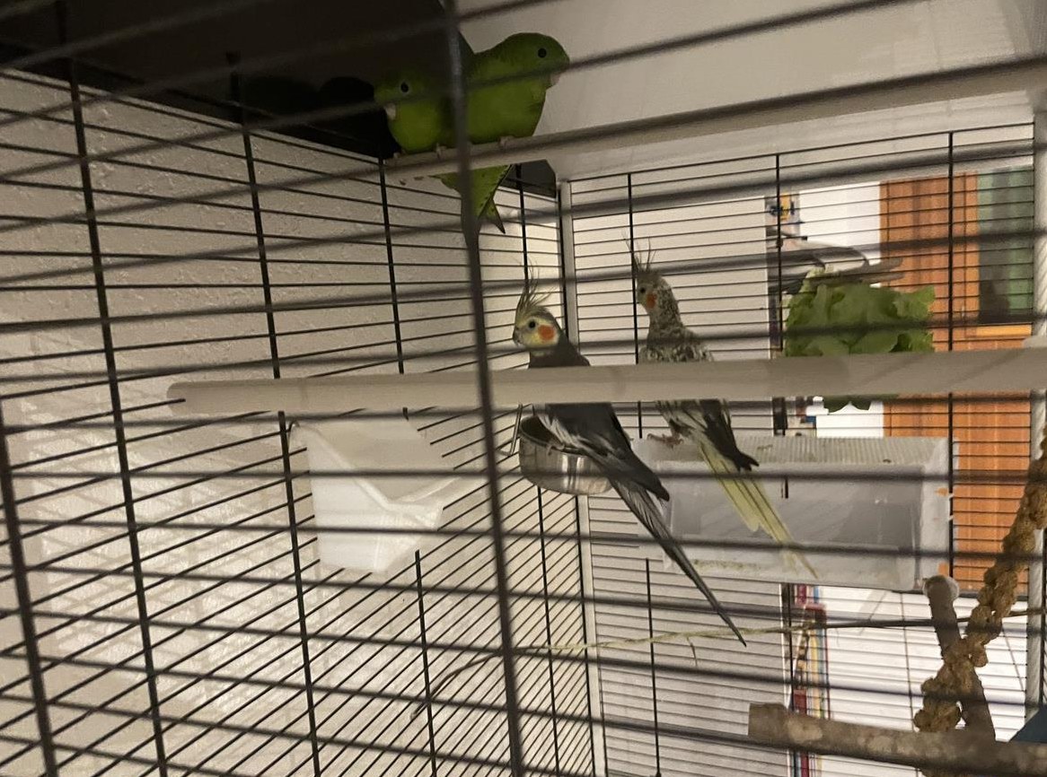 Nymphensittiche und Sperlingspapagei zu verkaufen