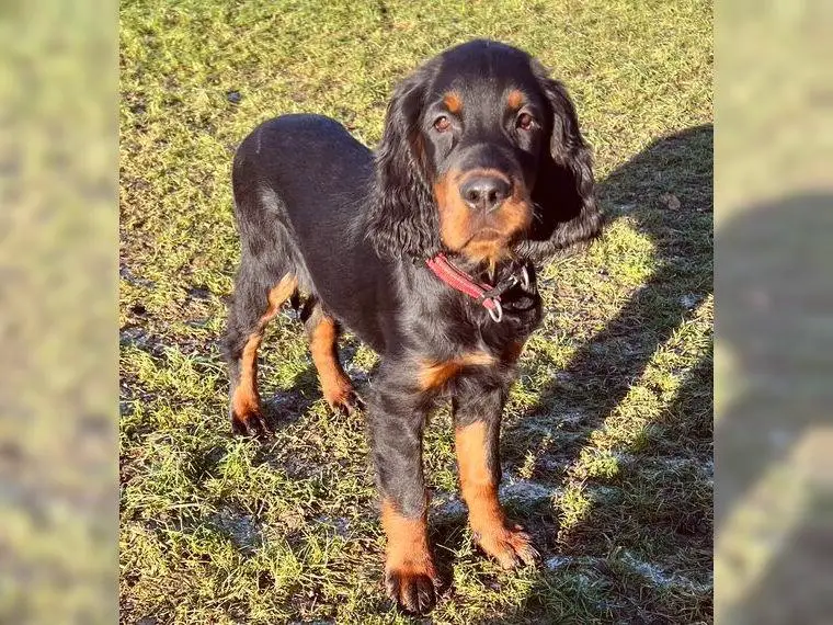 Wunderschöne Gordon Setter Welpen mit Papieren