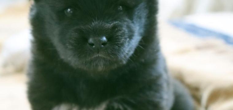 Eurasier Welpen Hündin