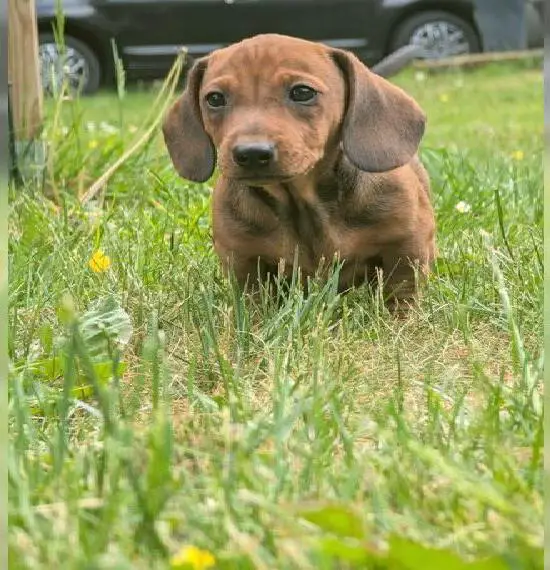 Dackel abzugeben (kurzhaar)