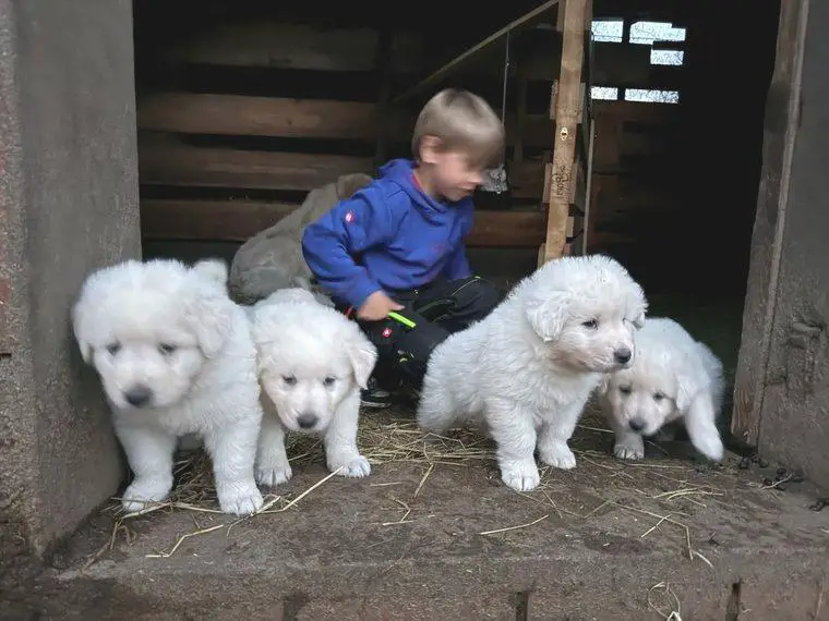 Franz. Pyrenäen Berghunde