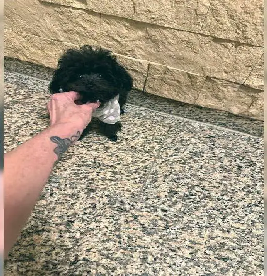 Traumhafte kleine Toy Pudel