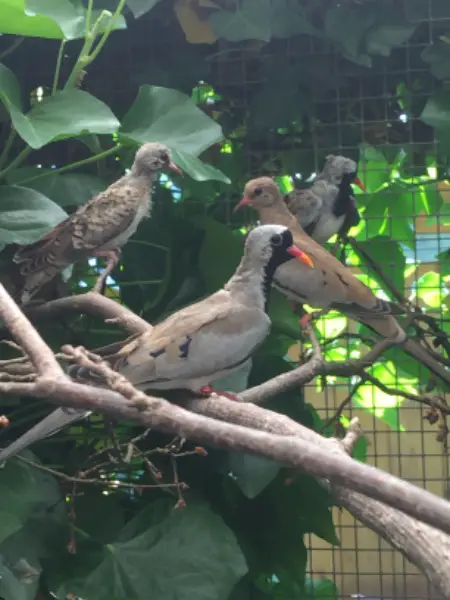 Kaptauben zu verkaufen