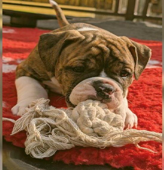 Old English Bulldog Welpe Rüde, OEB, Stammbaum, Eltern getestet, §11TSchG