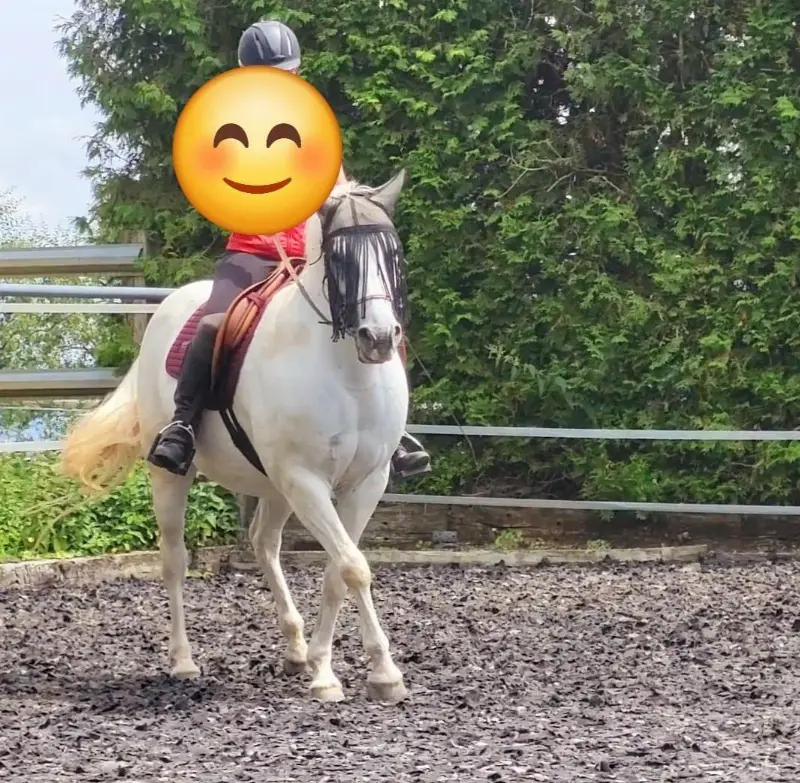 Reitbeteiligung mit Reitstunden, alte klassische Reitkunst