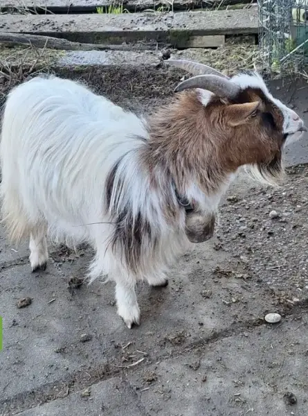 Zwergziegenbock "Win"