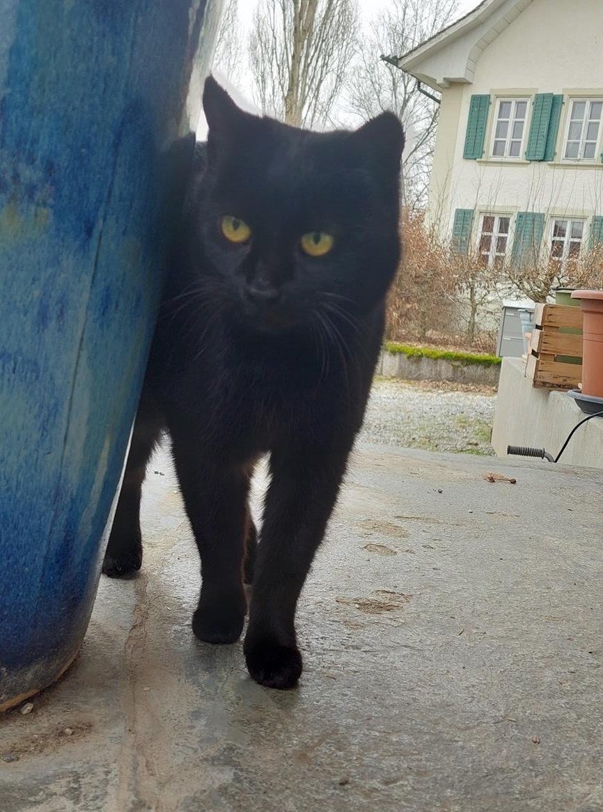 Bauernhofkatze schwarz gratis abzugeben