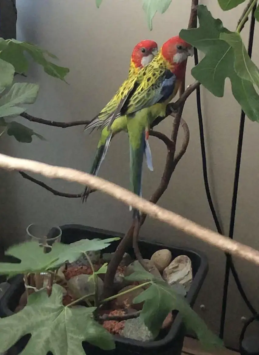 Prachtrosella Sittiche mit Voliere zu verkaufen