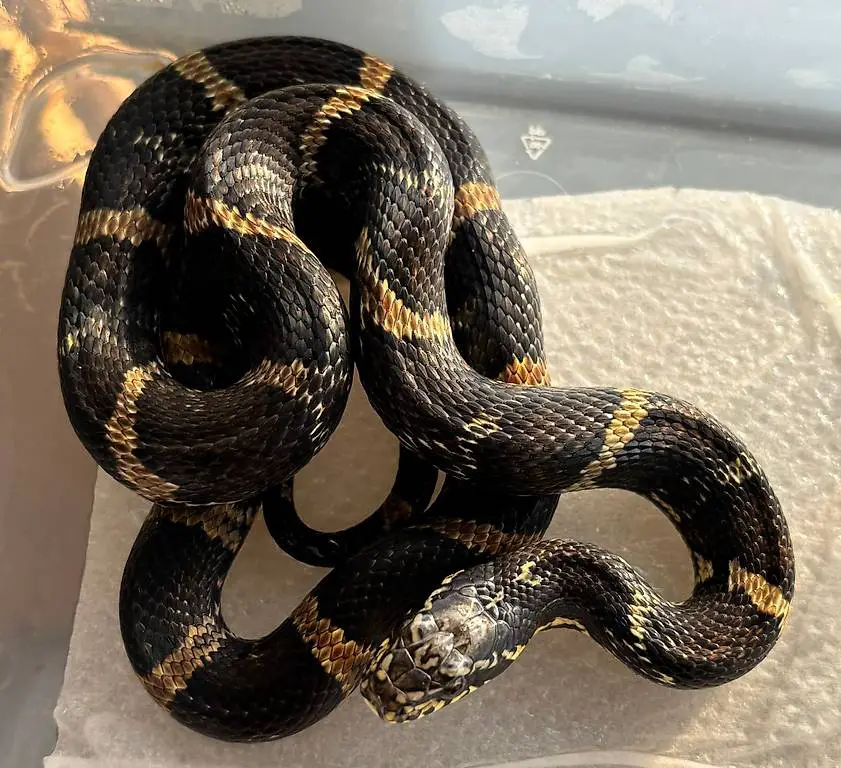 2.4 Elaphe schrenckii, Amurnatter