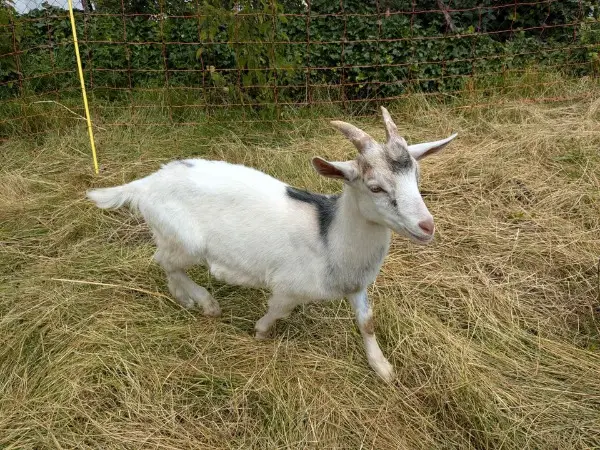 Junger Ziegenbock zu verkaufen
