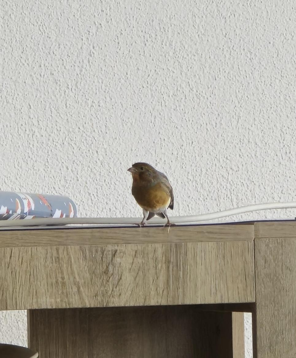 Kanarien Männchen gegen ein Weibchen tauschen