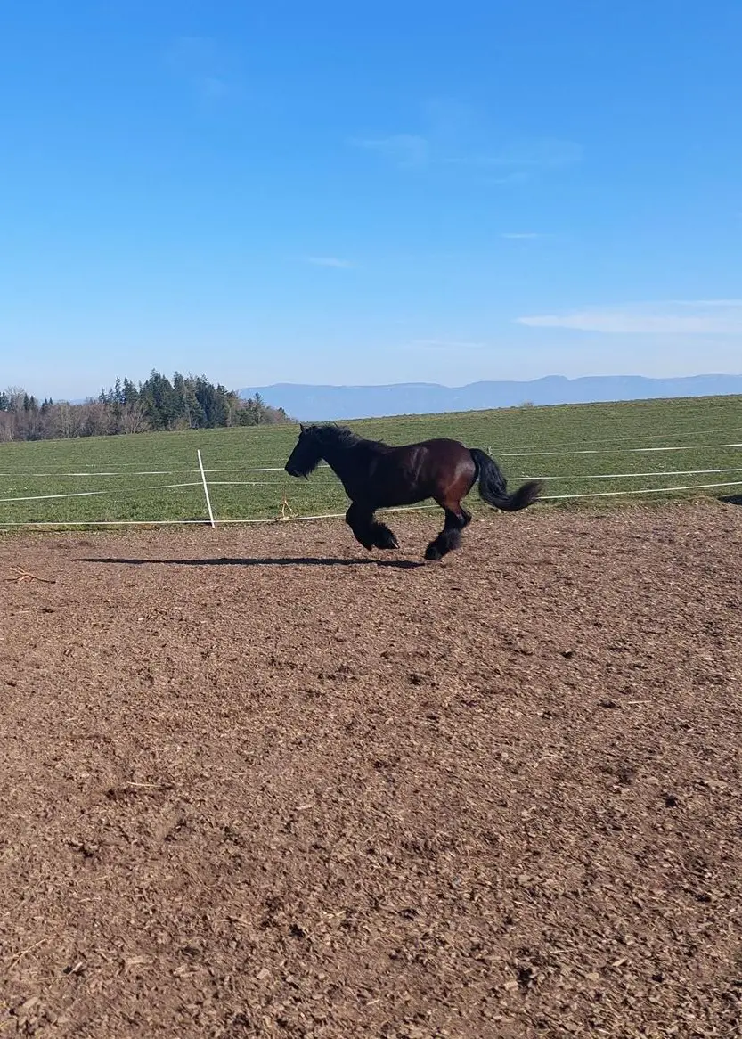 Pflegebeteiligung für Tinkerstute in Oberburg BE