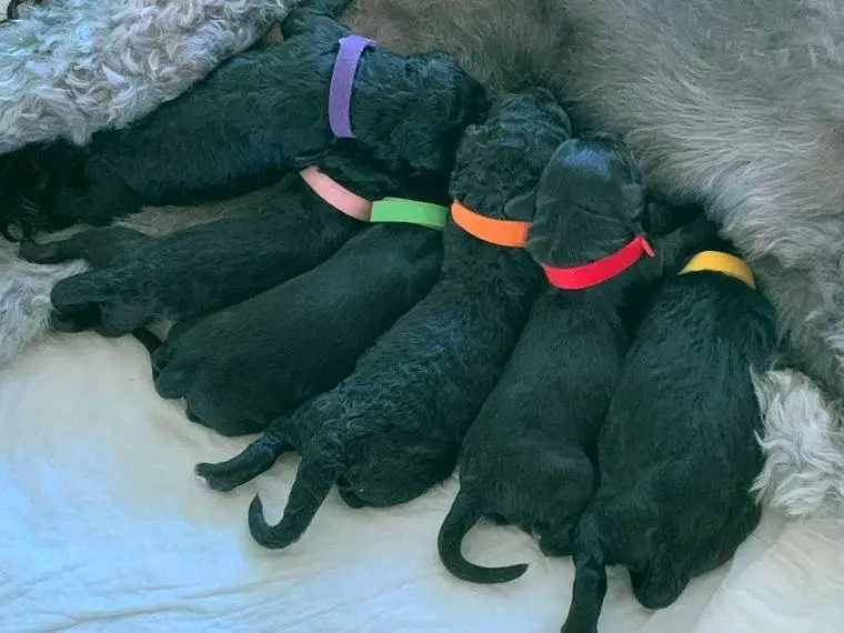 Aussiedoodle F1b Welpen