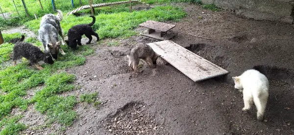Altdeutsche Schäferwelpen suchen liebevolle Plätze