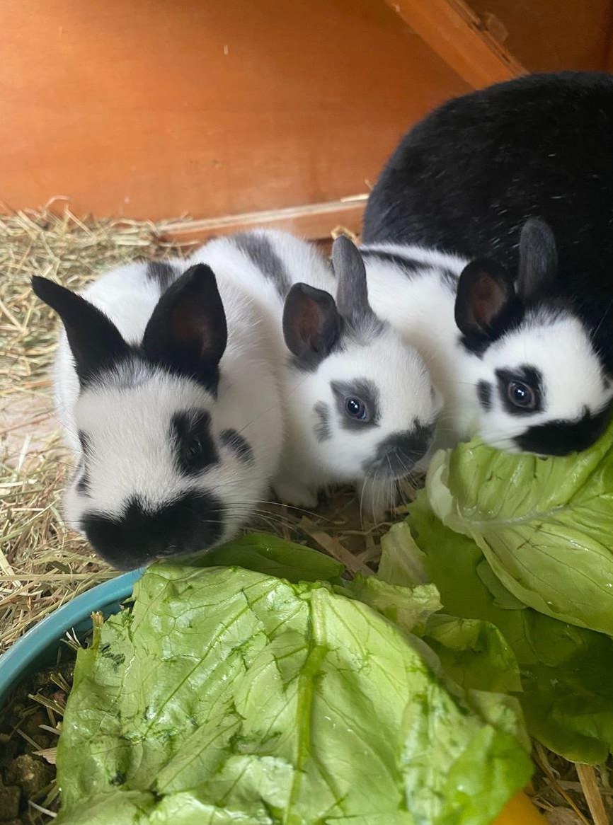 Farbenzwerge Zwergkaninchen zu verkaufen