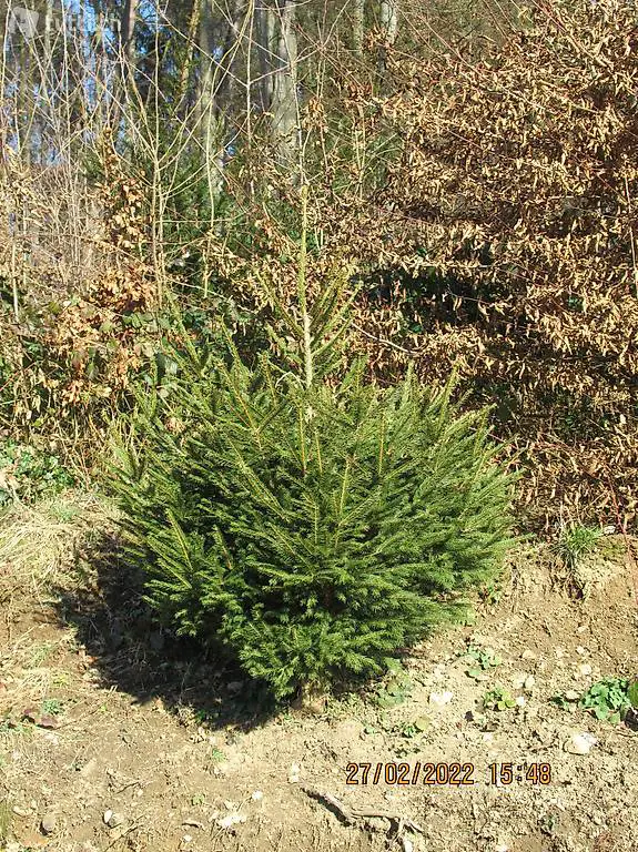 Tannen, Föhren, Fichten, Eiben, alle biologisch frei gewachs