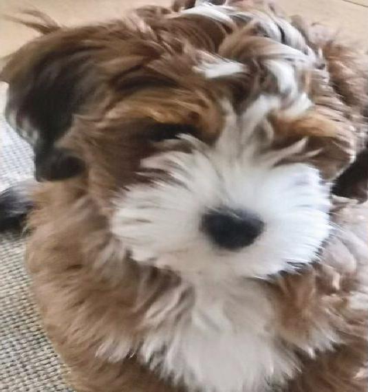 Havaneser für die Seele