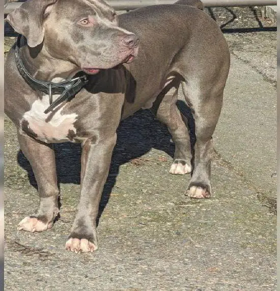 American Bully xl