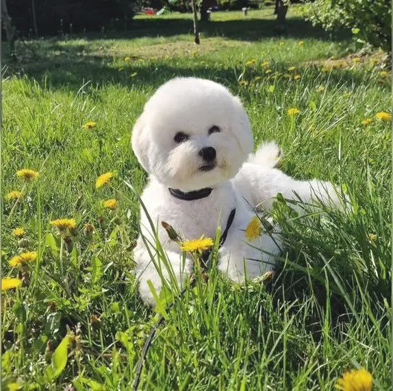 Bichon Frise Welpe (Junge) sucht sein Zuhause