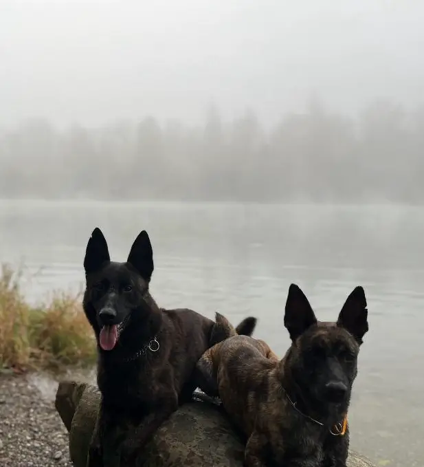 Holländischer Schäferhund Welpen zu verkaufen