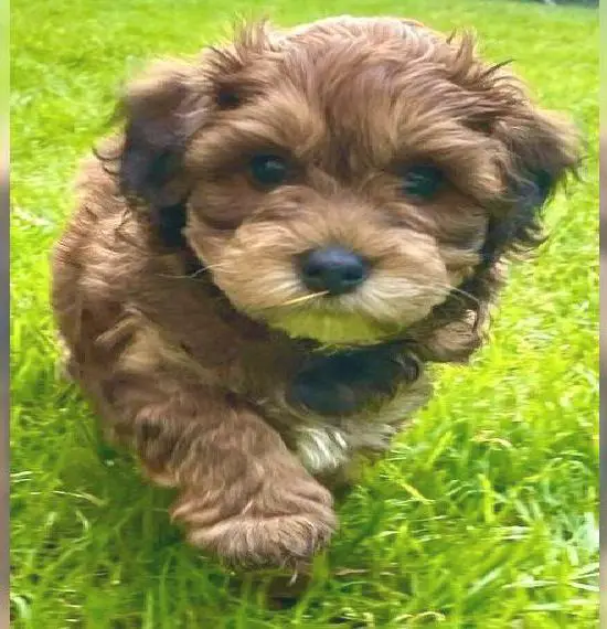 Havapoo Welpen Havaneser - Zwergpudel - Mischlinge