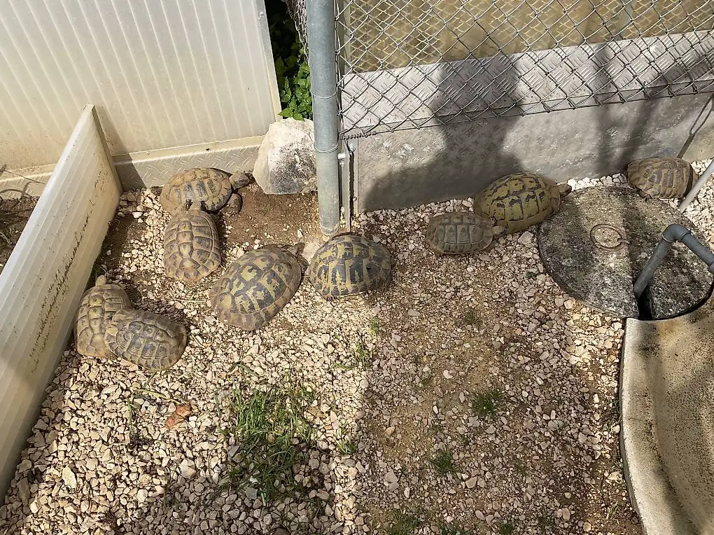 Griechische Landschildkröten THB