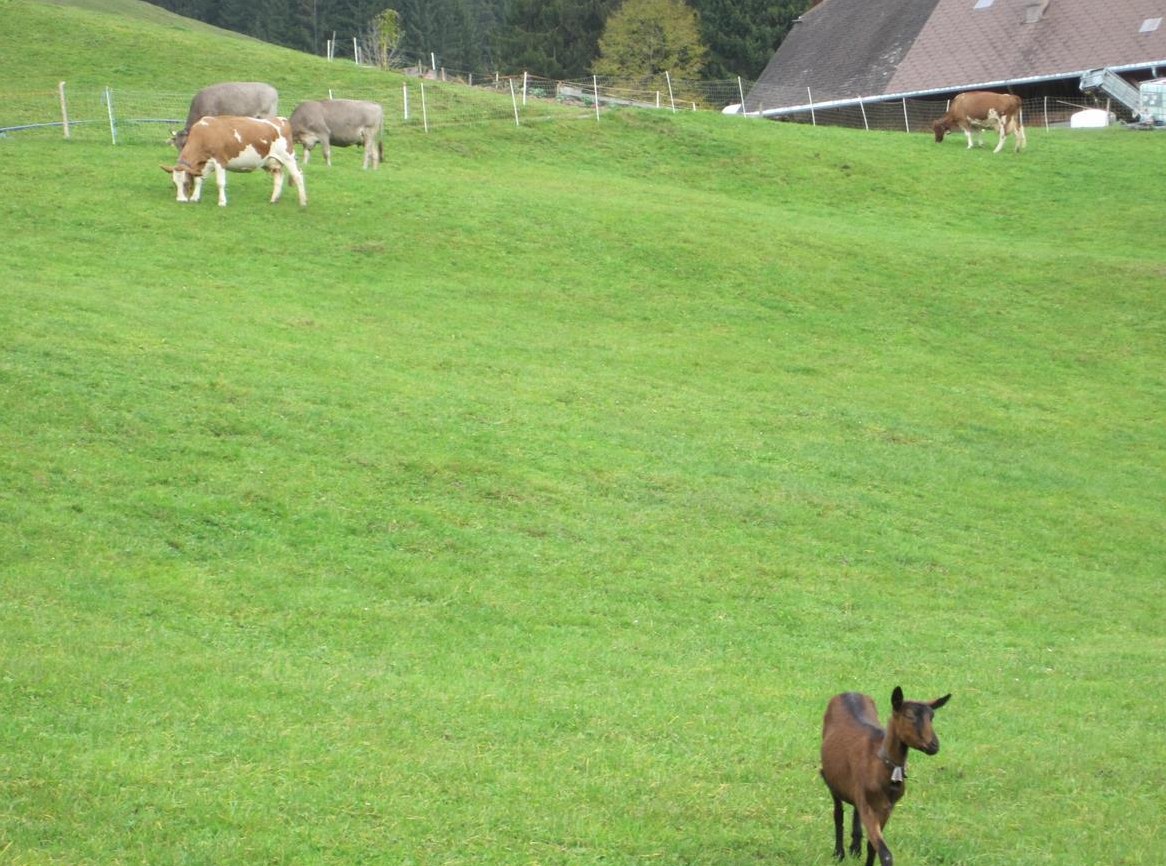 Gemsfarbige Gebirgsziege, GITZI zu verkaufen