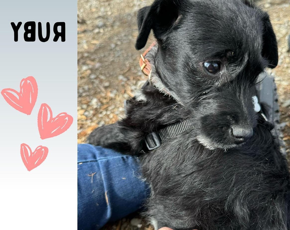 Junge Hündin Ruby, 4.5 Monate sucht ein Zuhause