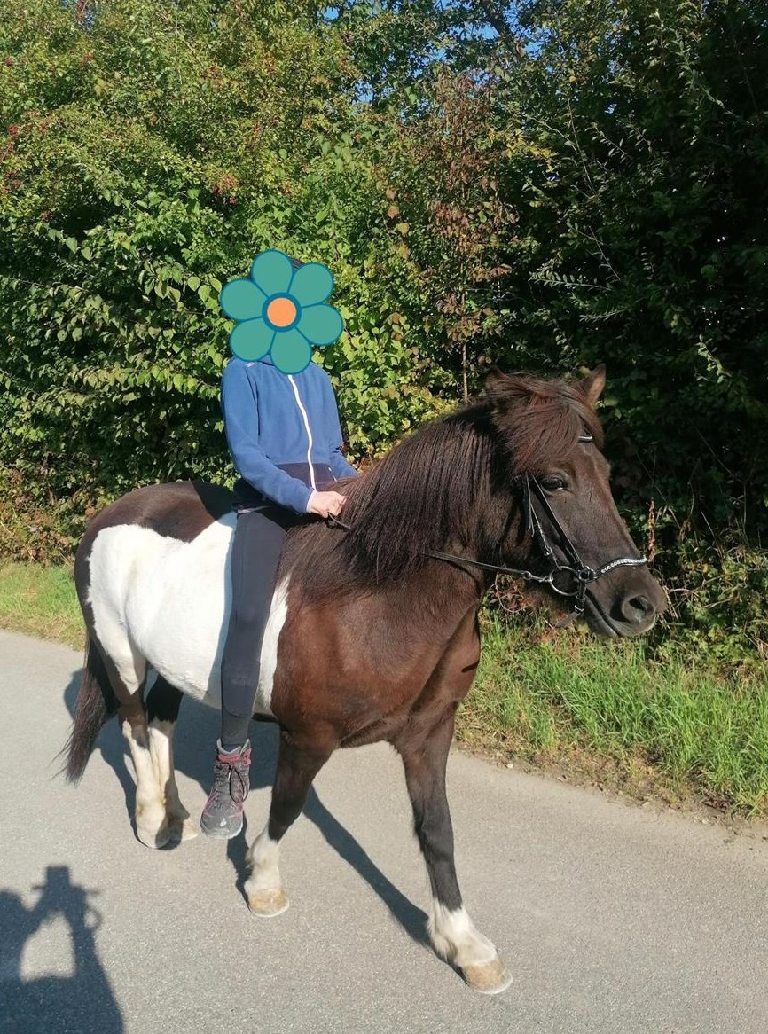 2 tolle Isländer Stuten zu verkaufen