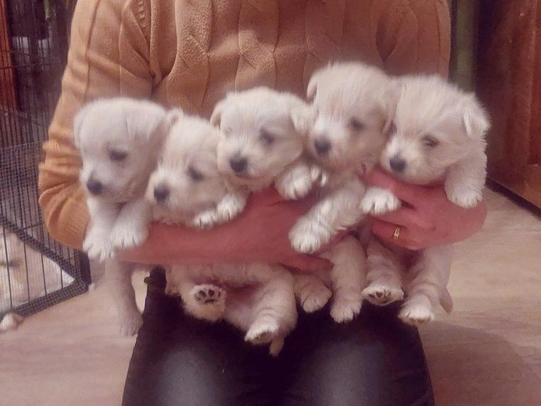 West Highland White Terrier
