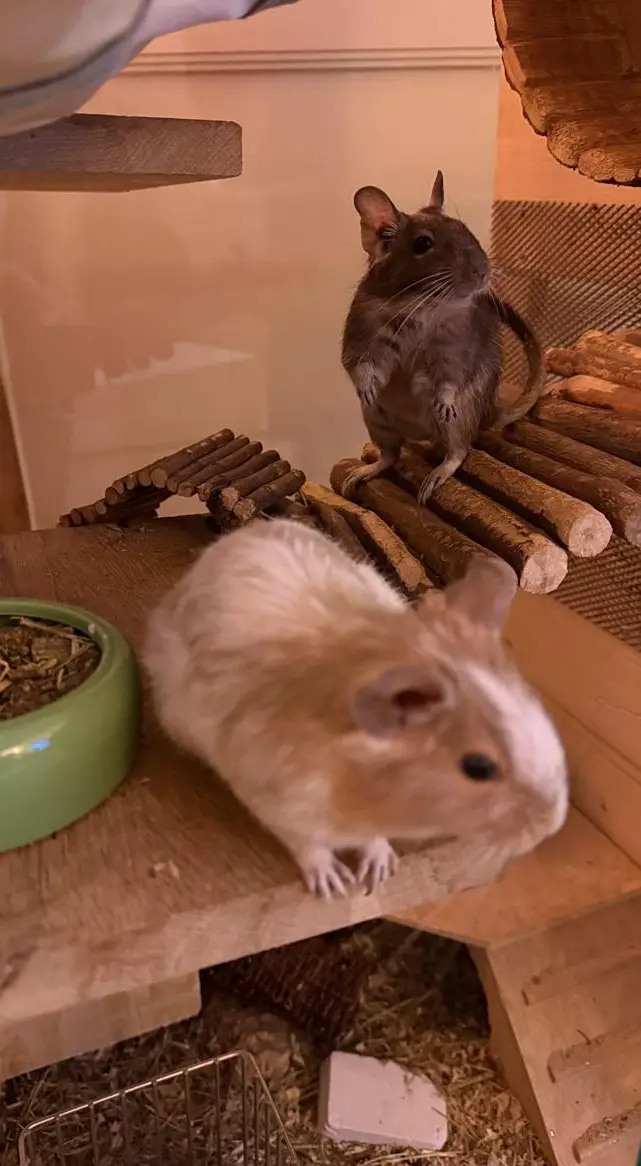 3 Degus Mädchen 2+1 suchen ein Zuhause