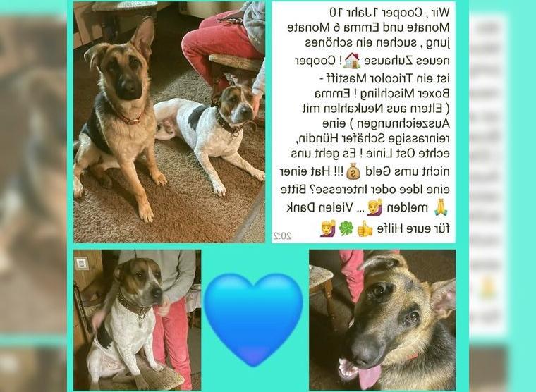 Deutsche Schäferhündin Emma (Ost Linie) 6 Monate Cooper Mastiff-Boxer Mischling 1Jahr & 10 Monate