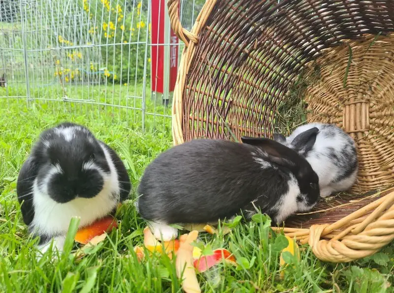 2 französische Widder Kaninchen, 12 Wochen alt