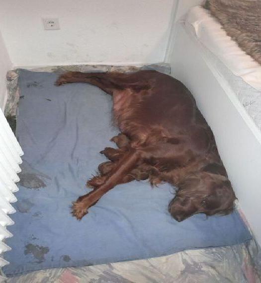 Irish Red Setter Welpen