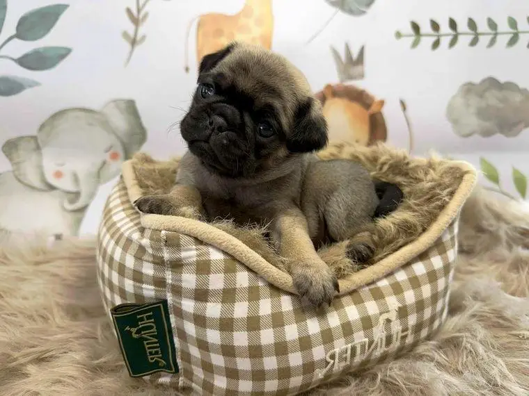 Altdeutsche Mopswelpen, mit Pap. aus untersuchten Elterntieren, gesund und agil mit Näschen