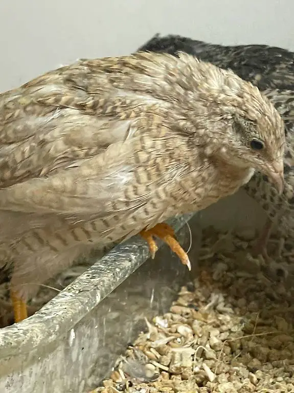 Hit Diverse Zwergwachtel Weibchen zum Verkauf