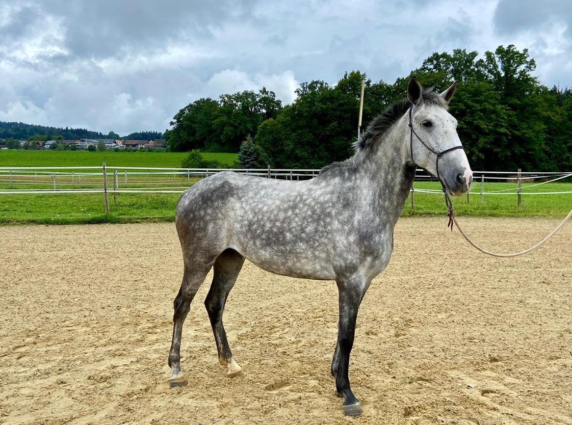 Imposante Lusitano Stute zu verkaufen