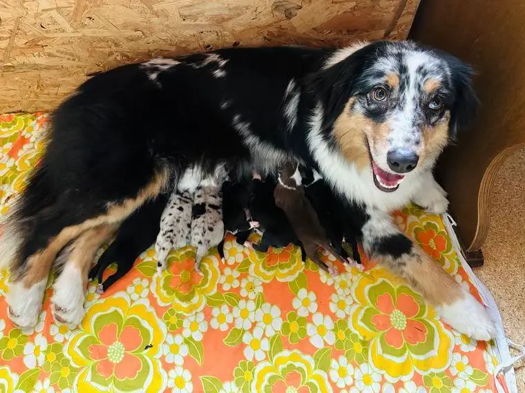 Australian Shepherd Welpen mit ASCA Papieren, blue eyed tri möglich