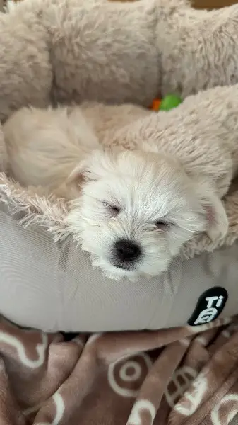 Liebevoll aufgezogene Malteser Welpen abzugeben