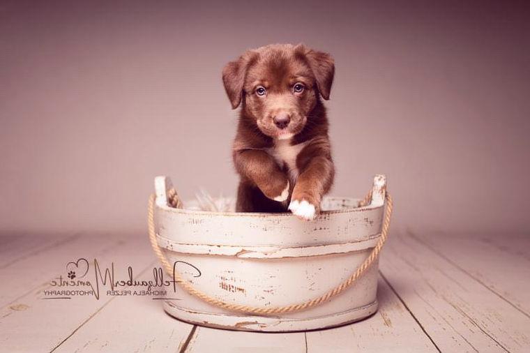 Aussiedore von den Löwenherzen