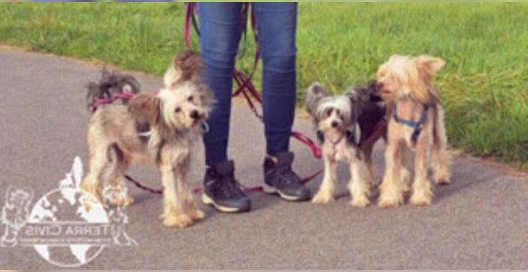 Chinese Crested - Zuchtrüde -