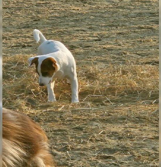 Süsser Parson Jack Russel Rüde