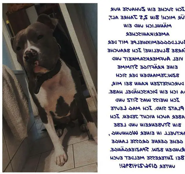 Amerikanische Bulldoggemix