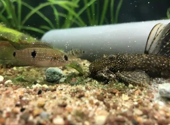 Roter Buntbarsch | Hemichromis aus Villach in Österreich