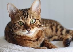 Bengal x Hauskatze mix zu verkaufen